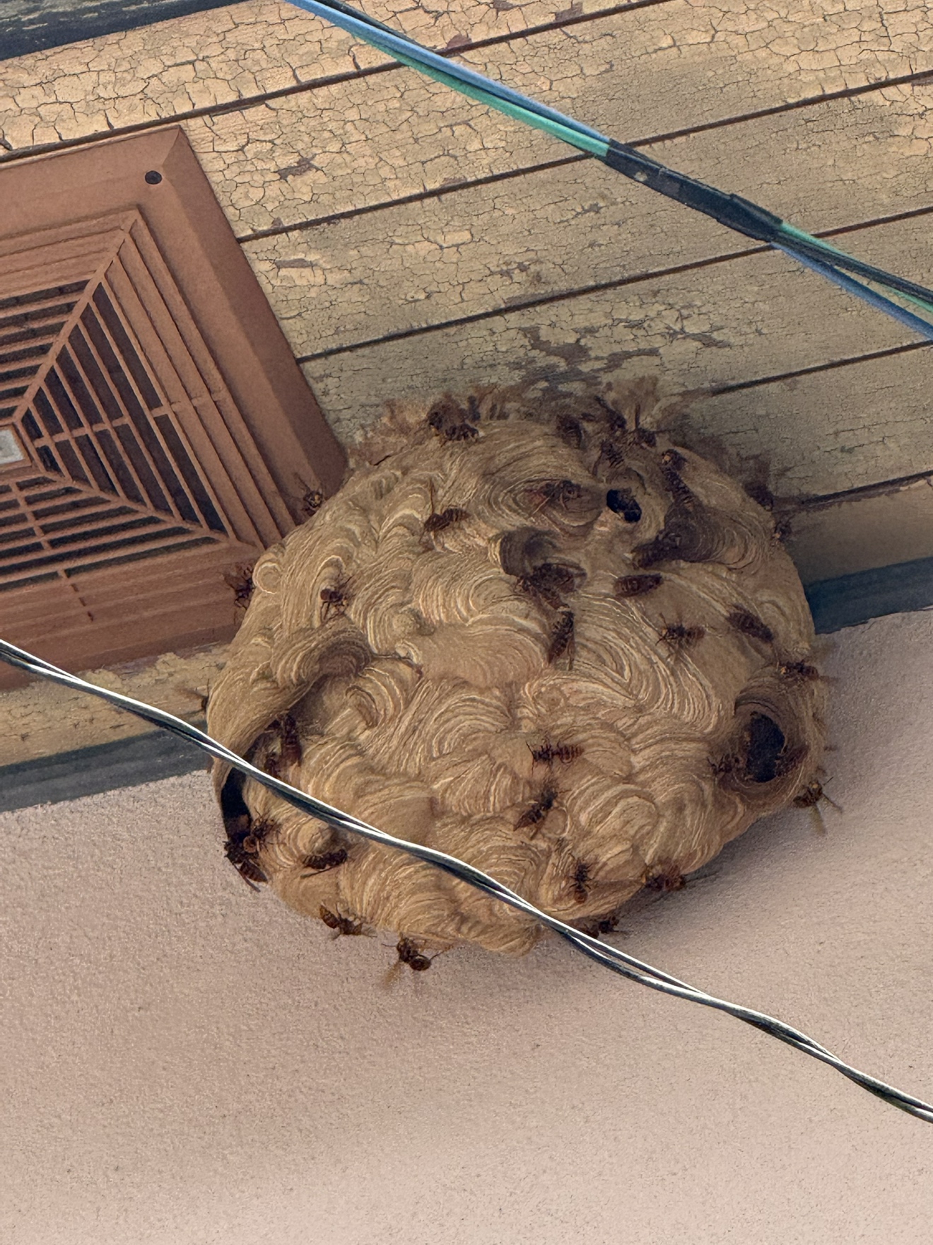 メニューの写真