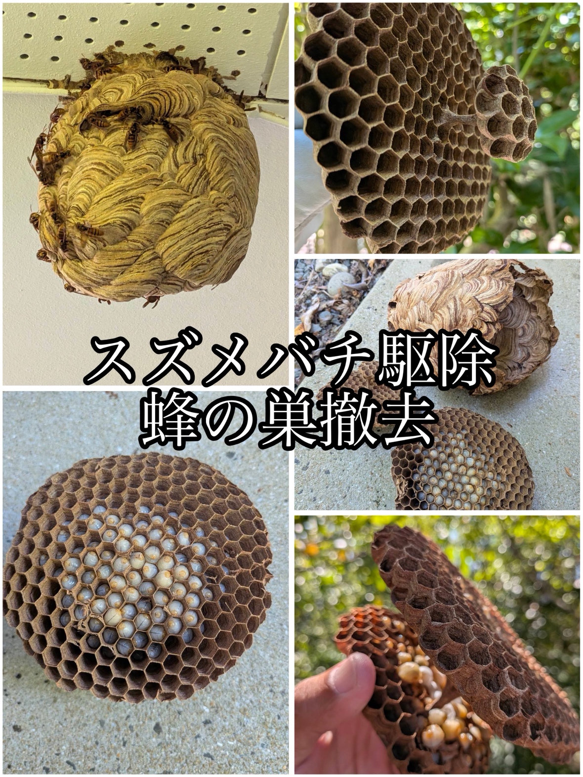メニューの写真